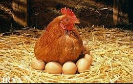 بررسی تاثیر مکمل های ویتامینی بر عملکرد مرغان تخم گذار